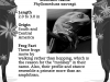 ss_3_frog_fact